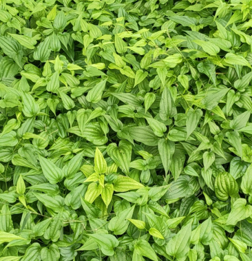 优质红花对叶百部种苗质量保证基地直供一手货源