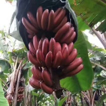 红香蕉苗红皮香蕉苗营养杯苗带土带叶发货包邮