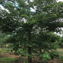1500棵15-22公分美丽木棉出售