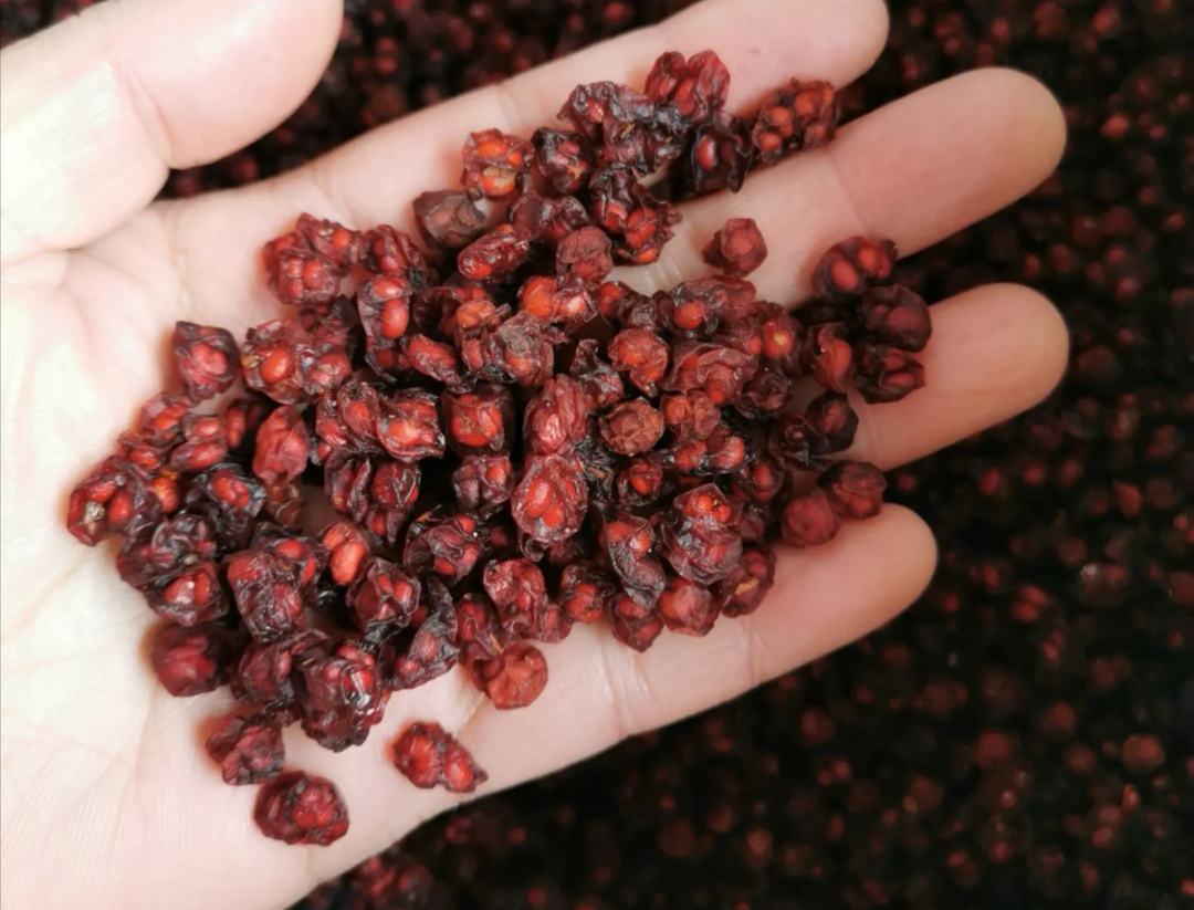 展示蒸制完成的酒蒸五味子成品,色泽红亮,酒香浓郁 酒蒸五味子成品展示