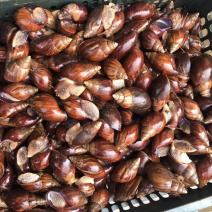 非常蜗牛🐌欢迎来店咨询