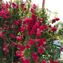 木香苗爬藤植物四季种植庭院花卉甜蜜红木香花苗盆栽带花