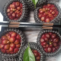 黑老虎，布福娜，大钻
