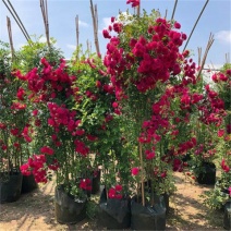 甜蜜红木香花苗浓香四季花卉七里香阳台爬藤蔷薇植物黄木香花
