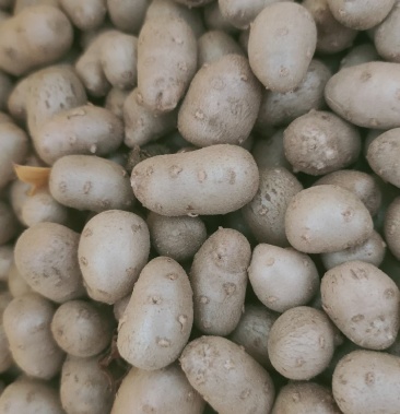 正宗铁棍儿新鲜山药豆纯度高 货源充足 优惠价格