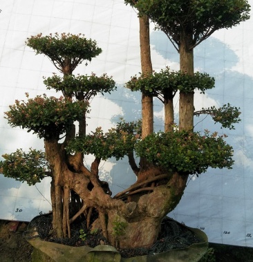 百年赤楠古桩盆景红芽细叶赤楠天然舍利货源充足