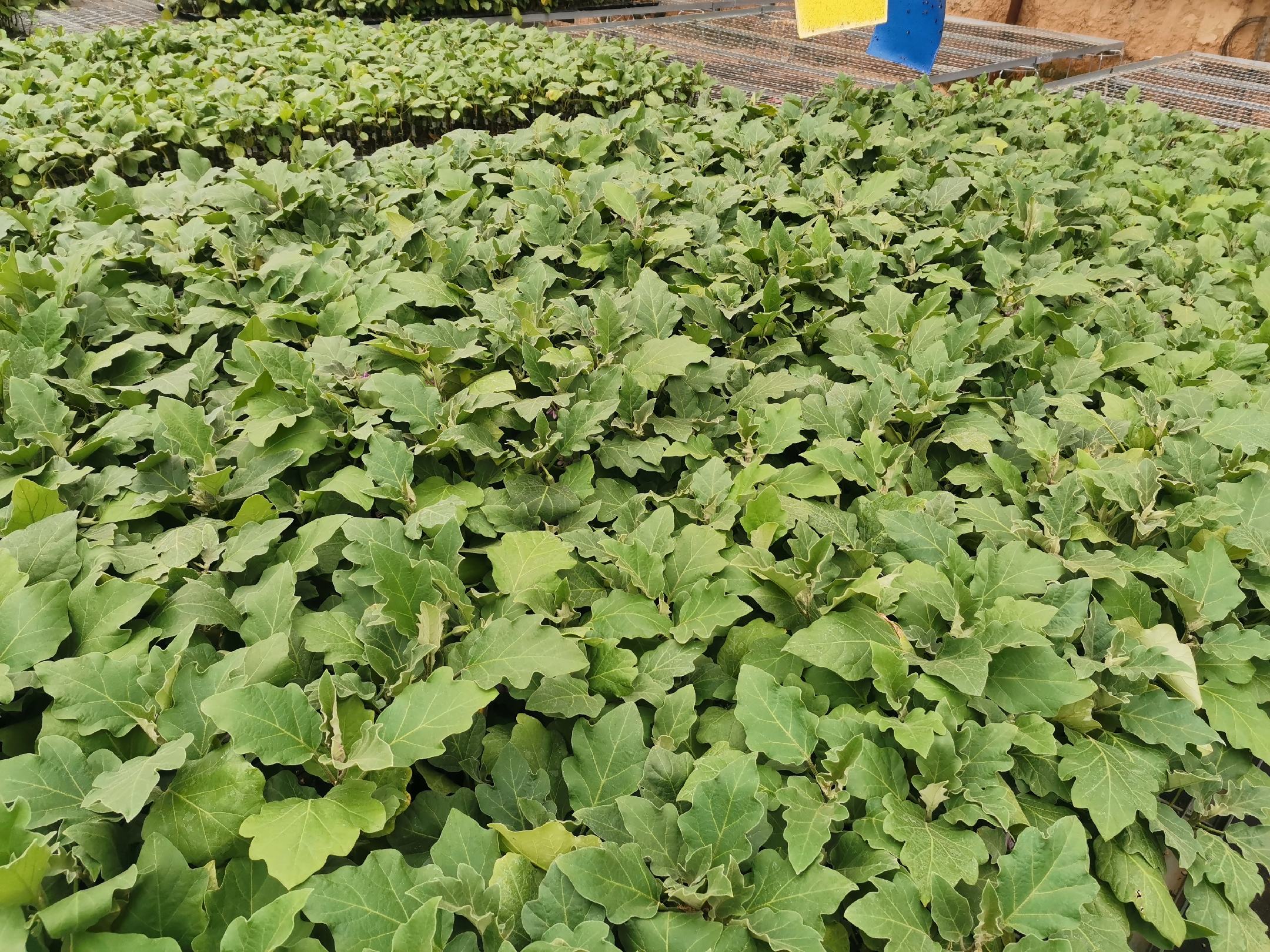 三位农业技术人员在现代化连栋温室内协作修剪一株高大茄子植株，一人扶稳主干，一人手持修枝剪疏除老叶，一人记录生长数据；植株旁立有电子温湿度屏与滴灌管道，环境整洁专业