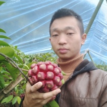 黑老虎重量在1-两斤左右