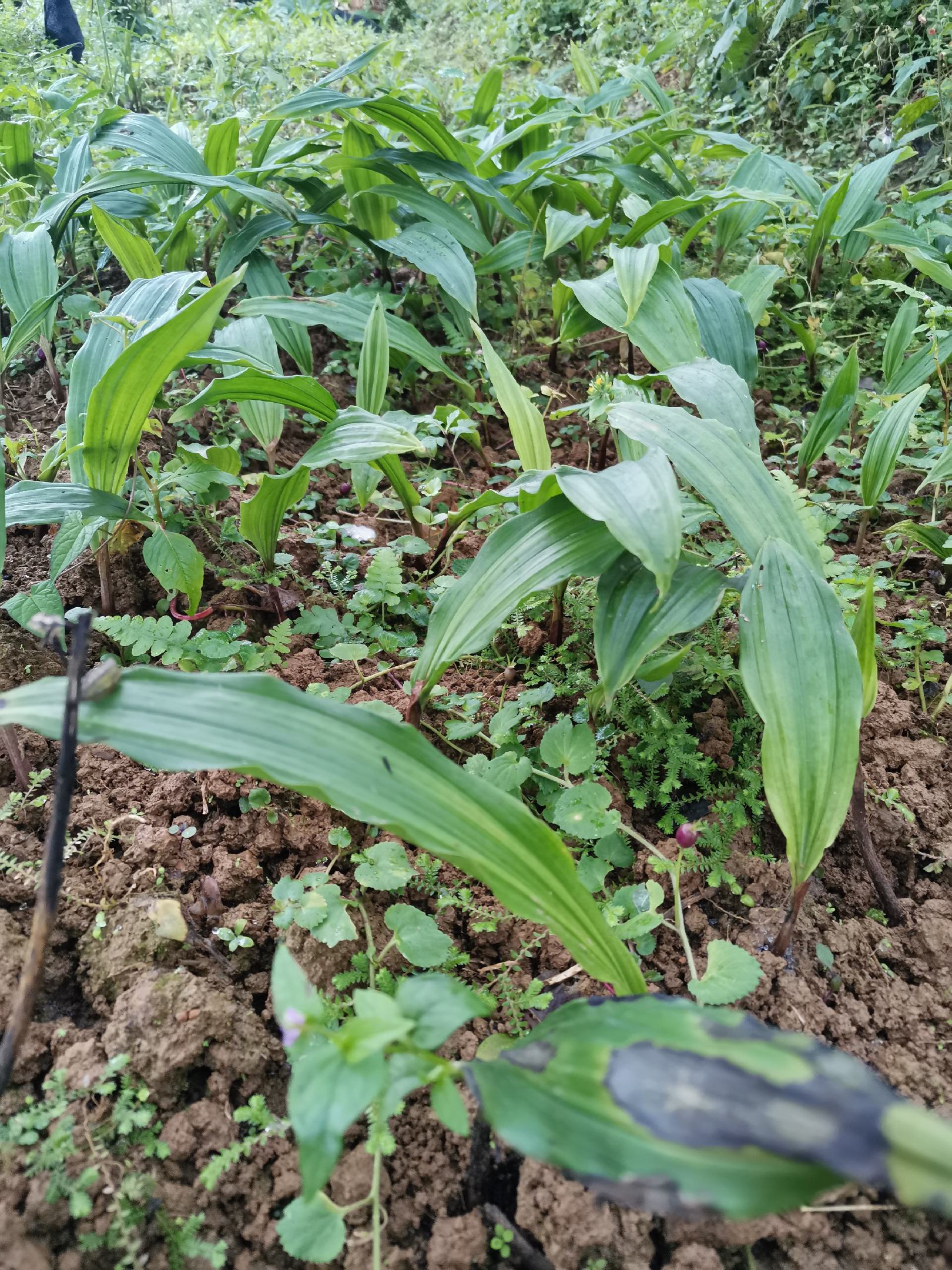 野生毛慈菇图片图片