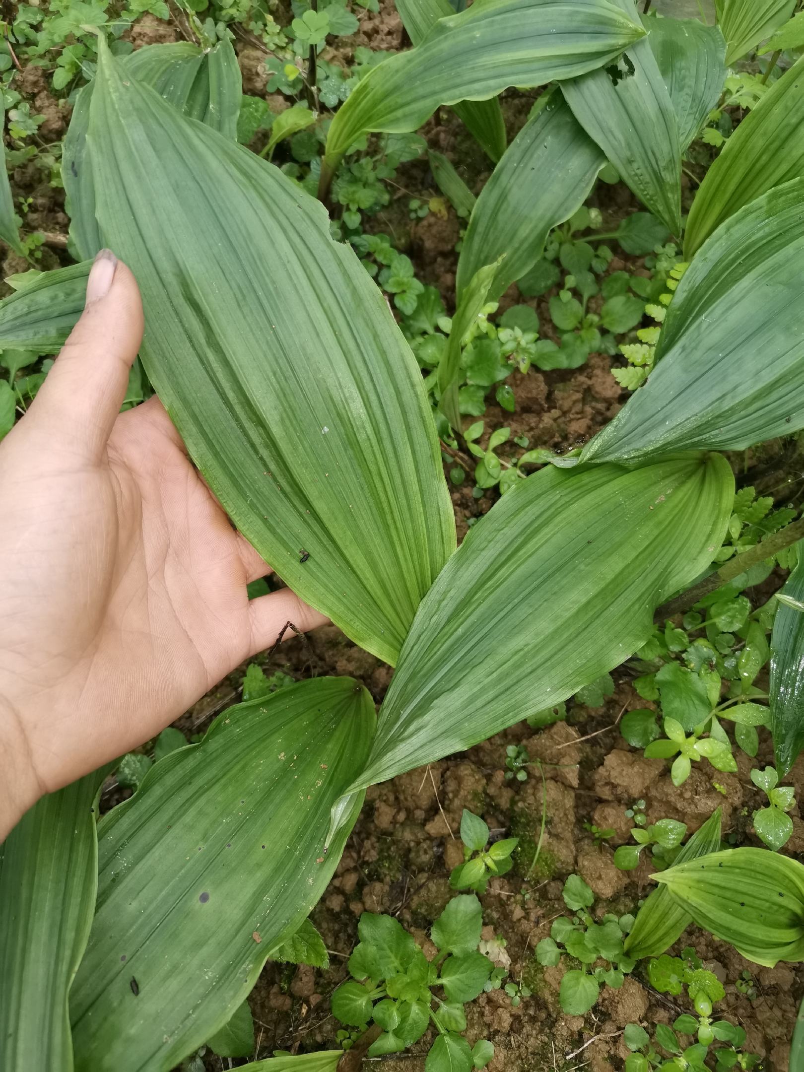 毛慈菇苗,带苗发货,要的速度