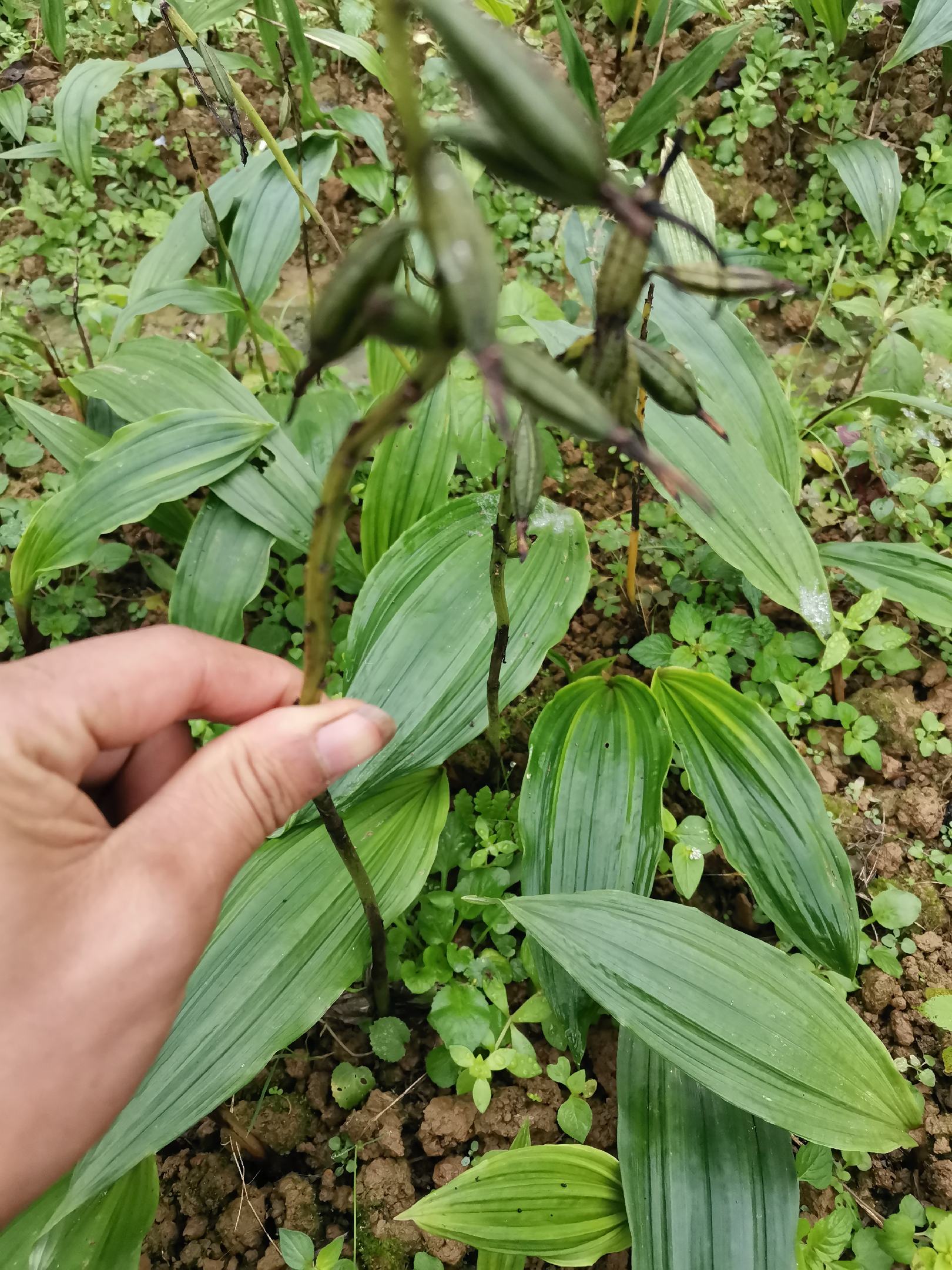 毛慈菇苗,带苗发货,要的速度