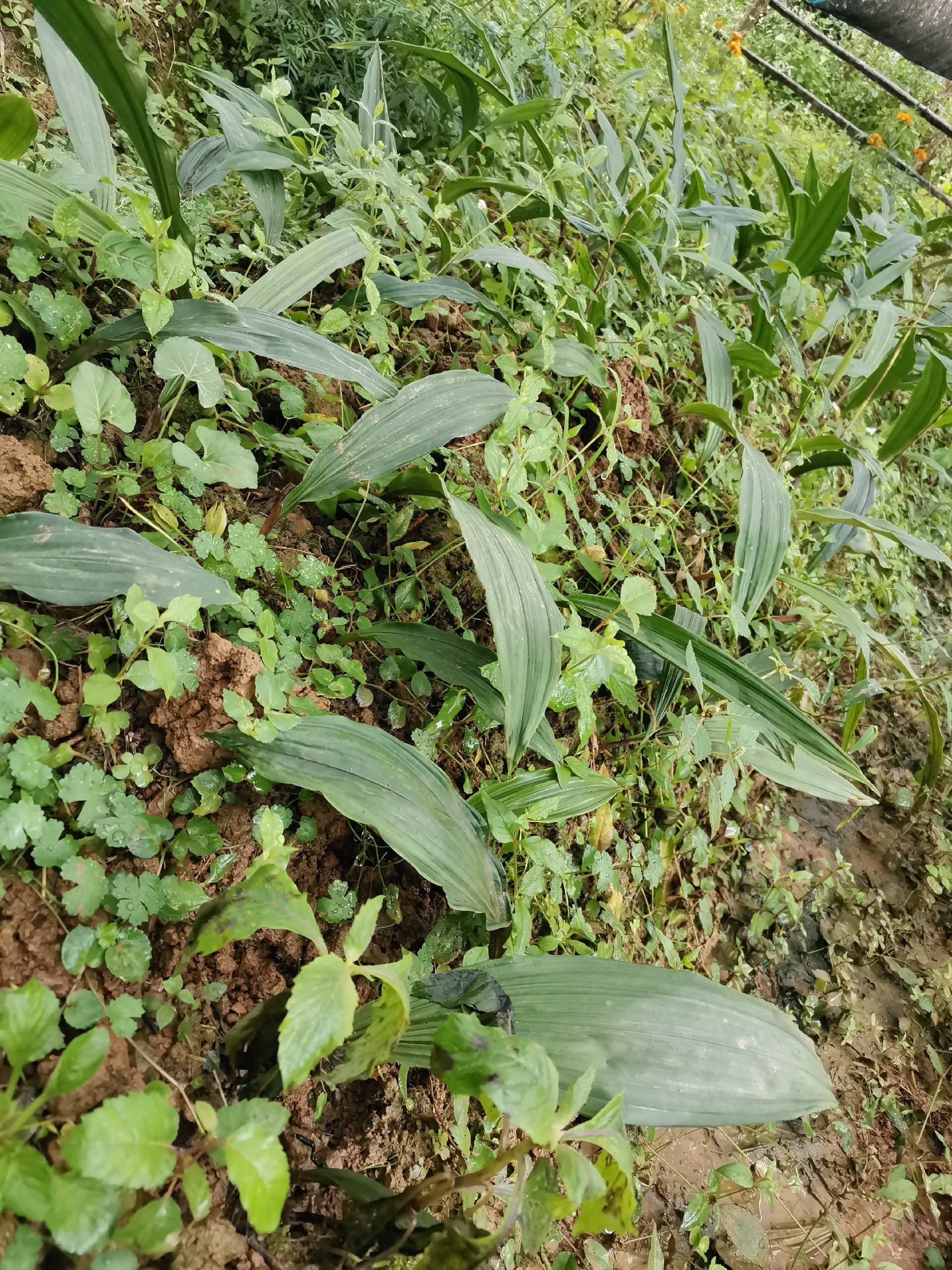 毛慈菇苗,带苗发货,要的速度