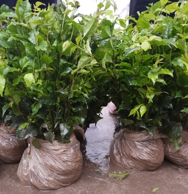 苦丁茶苗 一年苗产地直销,20—30公分.