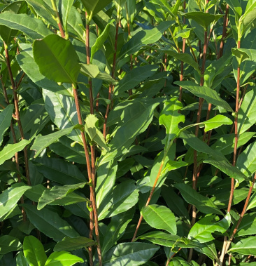 安吉白茶苗白叶一号