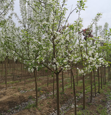 山荆子68cm东北一手货源欢迎实地看苗数量3000株