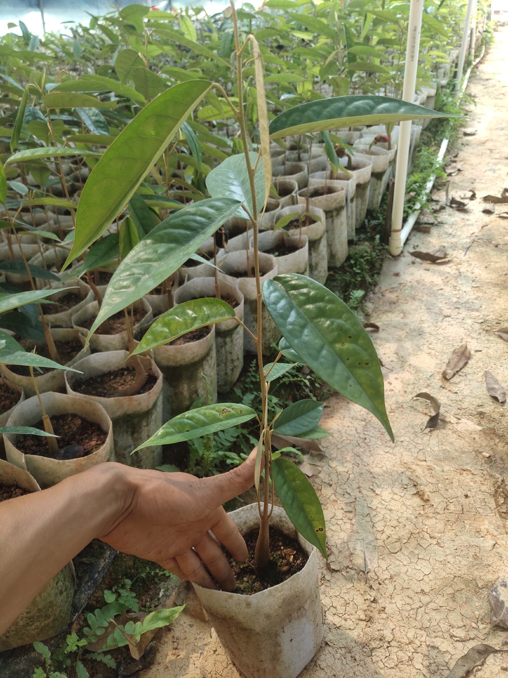 [榴莲树苗批发]泰国榴莲树苗 猫山王榴莲苗南方北方种植 带原杯带叶