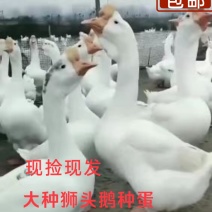 受精种鹅蛋，狮头种蛋可孵化，受精率90%
