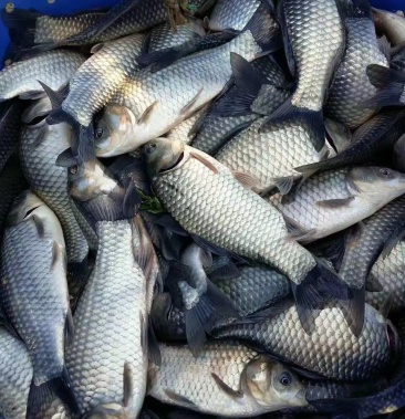 中科5号鲫鱼苗,大板鲫鱼苗规格齐全,量大从优,包送到鱼塘