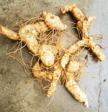 神农架纯野生黄精现挖现卖保证质量量大需要