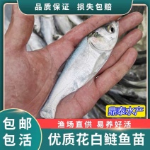 优质良种白鲢鱼苗，杂变快大鱼苗，规格齐全，质量保证。