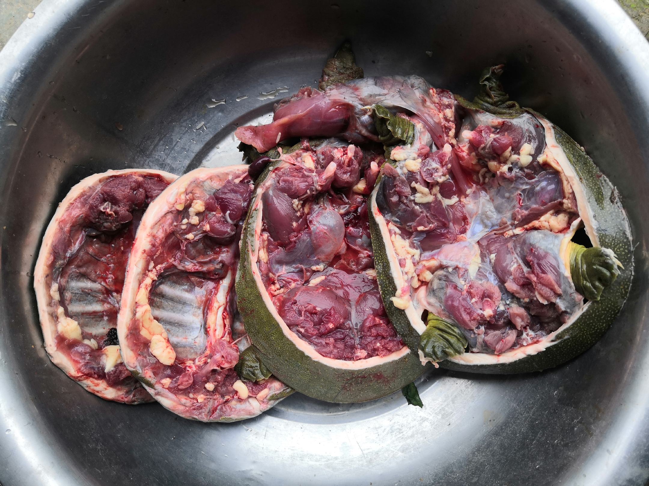 乌龟壳与毛木耳炖汤图