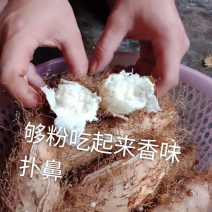 毛薯，也叫毛毛薯，粉嫩香