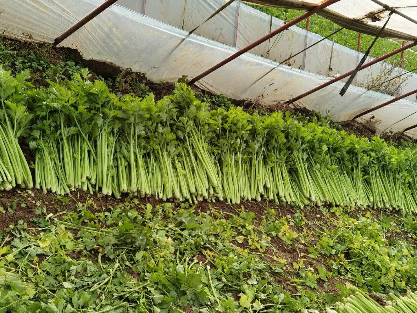 山民采挖山芹根场景