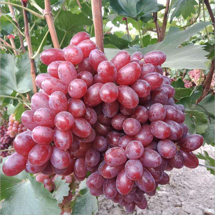 儿童与家长一起在超市挑选无籽葡萄