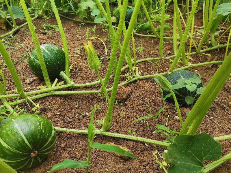 板栗南瓜整枝与果实留果管理