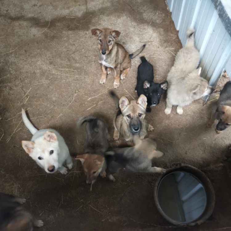 大量批发土狗苗肉狗苗幼犬成年犬大狗中华田园犬虎斑犬猎犬