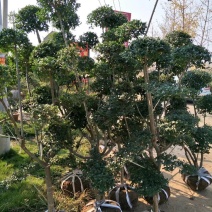 小叶女贞造型，女贞球