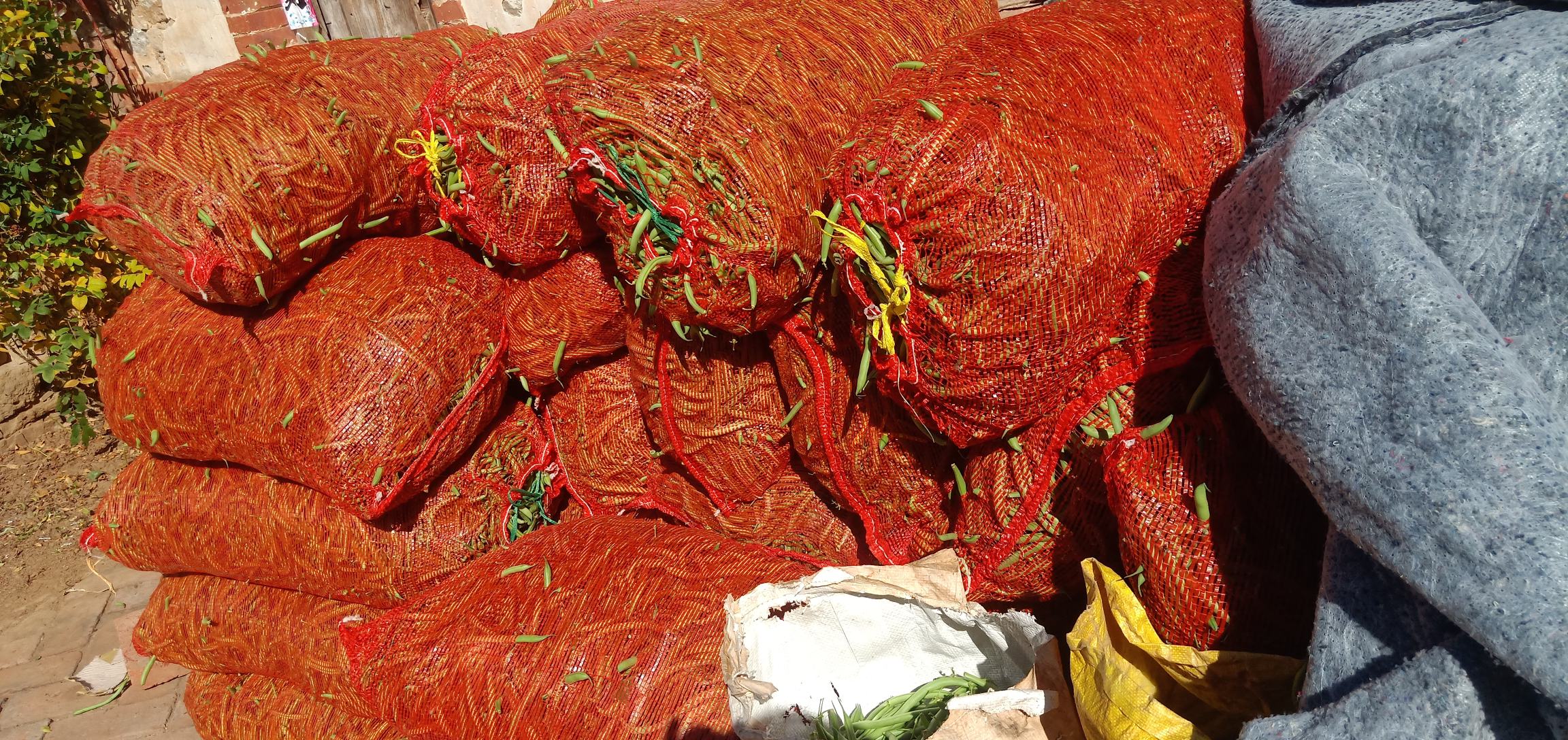 芸豆中毒高危人群警示图:采用对比叙事+符号化表达,直击家庭决策者认知盲区,强化风险共情 卡通风格警示插画:左侧为微笑妈妈手持“凉拌芸豆”碗,右侧裂变为哭脸并出现呕吐符号与医疗十字;中间箭头标注“⚠️ 未煮透=毒素未灭活”,下方列出三类高危人群剪影(幼儿、孕妇、银发老人)