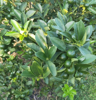 海南新鲜青金桔!大量批发零售!产地直发!奶茶店专供!