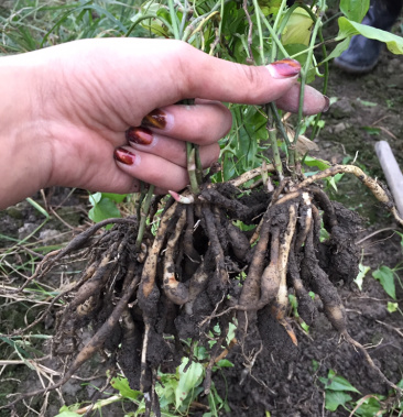 百部 九十九条根 百部苗 对叶百部苗 百部种苗