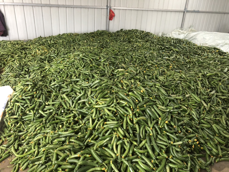 新鲜采摘的小黄瓜在农贸市场销售场景,展示其自然外观与流通状态 小黄瓜在菜市场摊位上整齐摆放,表面带有细小刺毛,颜色鲜绿,背景为清晨阳光下的农贸市场环境