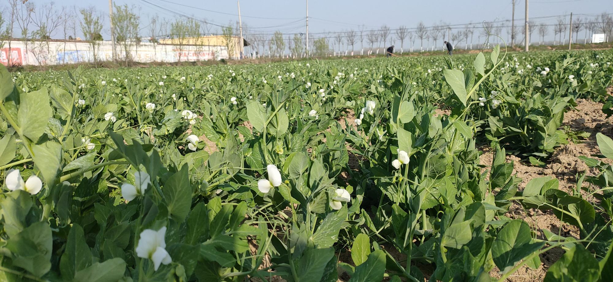 华北地区芸豆滴灌系统花期冲肥作业现场：田间铺设PE滴灌带，施肥罐连接文丘里注肥器，技术人员正用便携式电导率仪（EC值显示1.8 mS/cm）和pH计（pH 6.3）实时监测肥液浓度与酸碱度