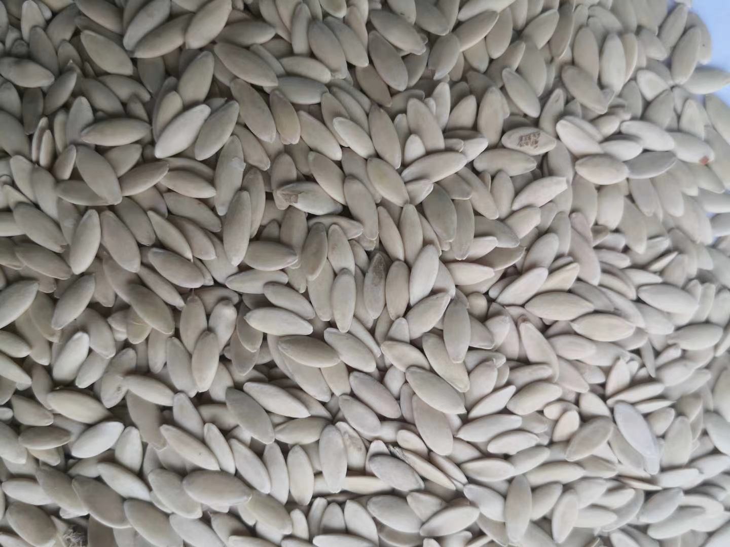 旱黄瓜种子特写