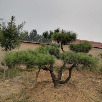 景品造型松瑞钰园林基地