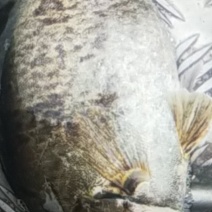 诚意经营，安全营养，货源充足
