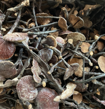 竹灵芝野生竹灵芝颜色好看有光泽