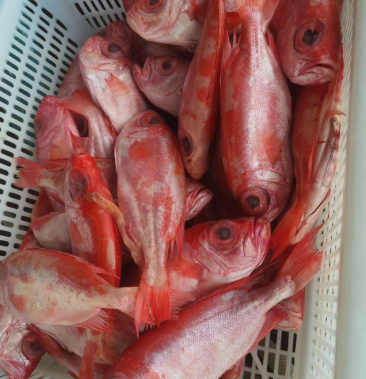 红目鱼干纯太阳晒干非烘干