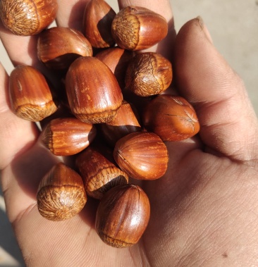 炒熟的大榛子 达维 长毛 玉坠 非常香脆可口皮薄仁大