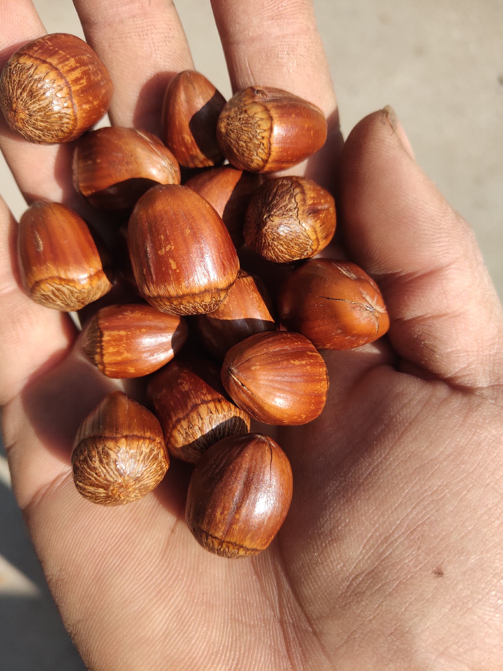 包山榛子自产自销香甜可口没有中间商赚差价包邮