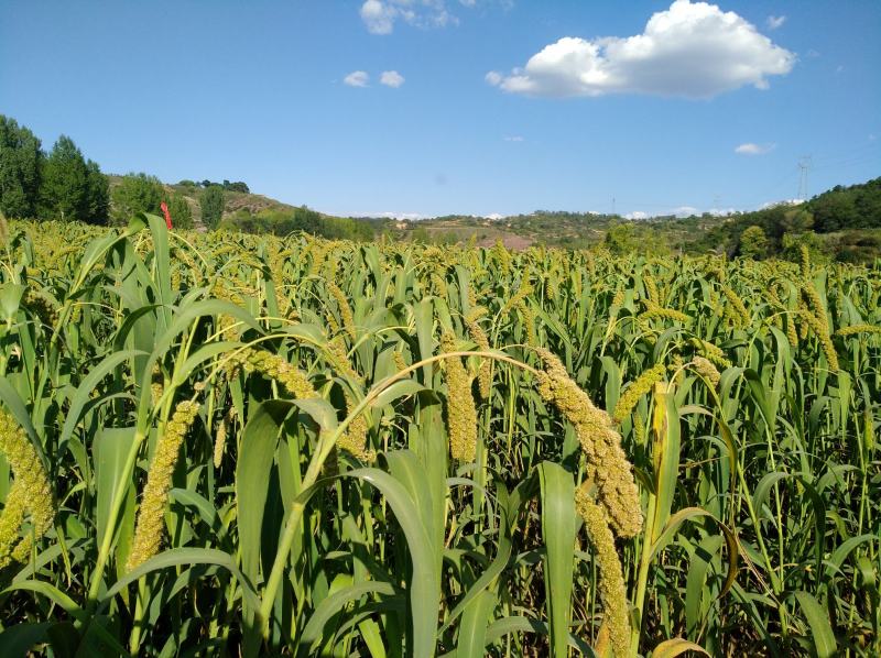 沁州黄小米新米开始发货