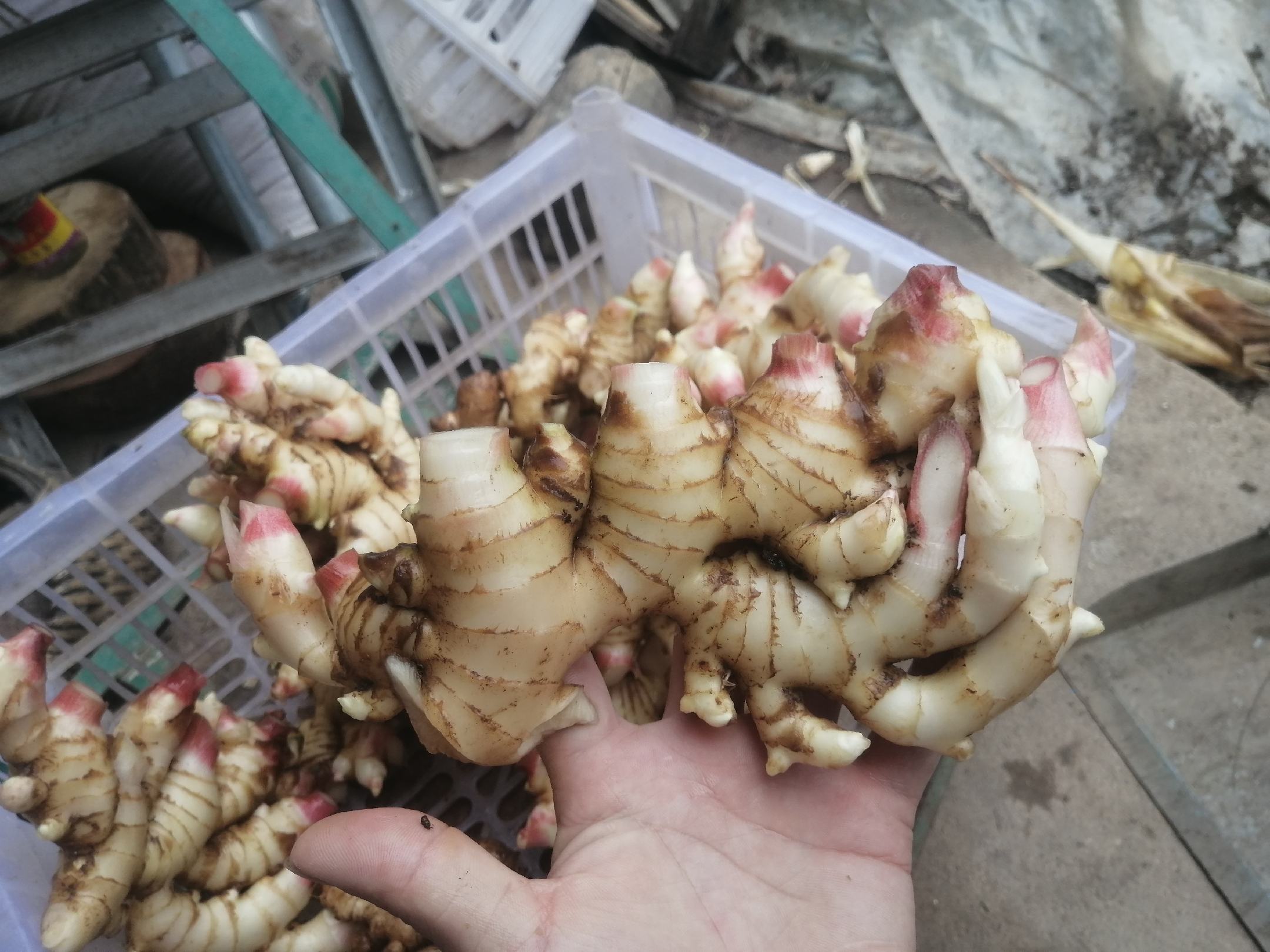 农户手工挑选红芽姜芽芽:戴草帽的中年女性坐在田埂边,膝上铺着靛蓝粗布,双手正轻捏一株红芽姜,专注摘取顶端紫红嫩芽,身旁竹篮中已盛满整齐码放的芽芽,背景可见连片姜田与晨雾 农户手工挑选红芽姜芽芽:戴草帽的中年女性坐在田埂边,膝上铺着靛蓝粗布,双手正轻捏一株红芽姜,专注摘取顶端紫红嫩芽,身旁竹篮中已盛满整齐码放的芽芽,背景可见连片姜田与晨雾