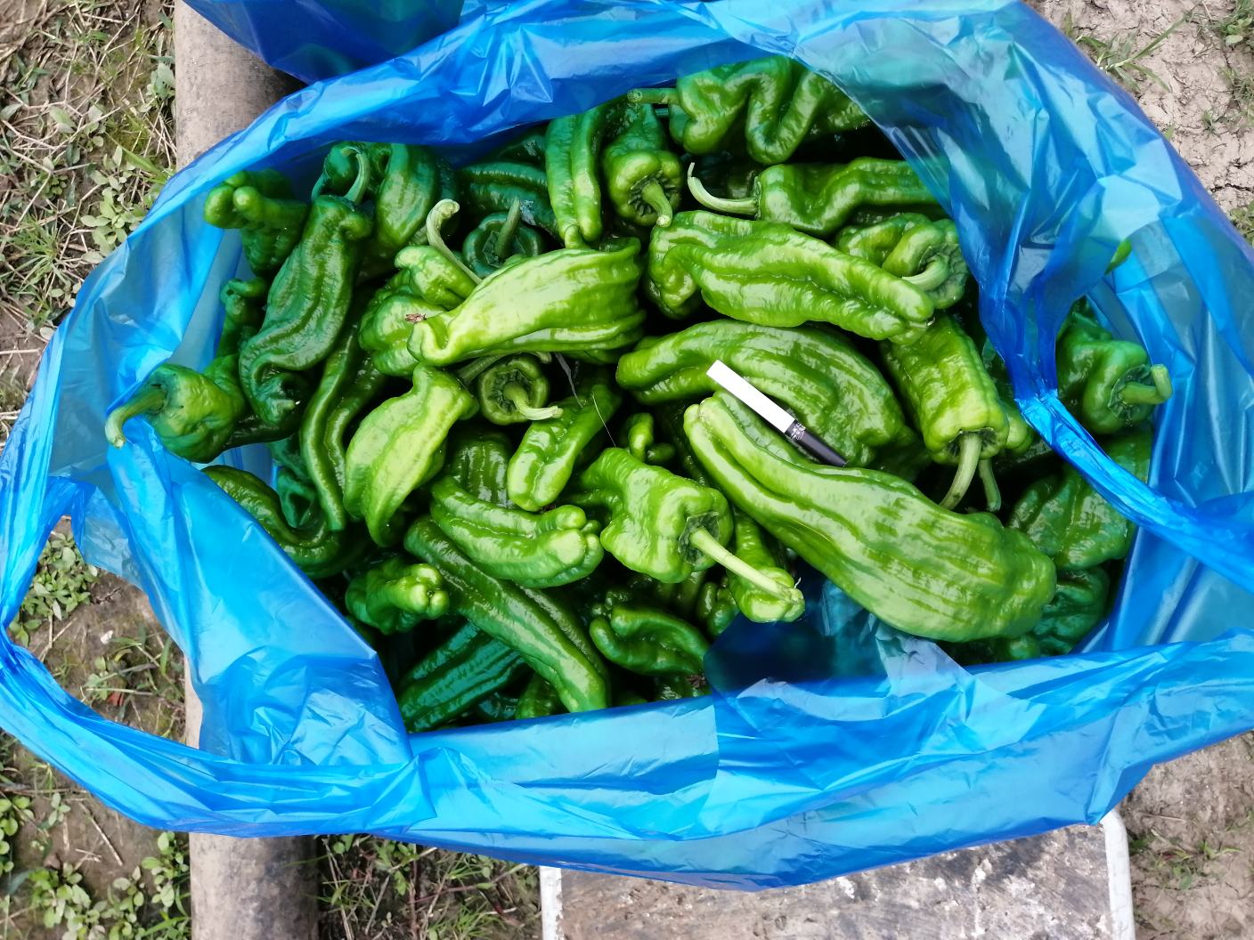 专业农产品检测场景：手持式色差计正在测量红椒表面Lab值（a值＞35确认真红），旁置游标卡尺测量果肉厚度，背景为实验室标准光源灯箱