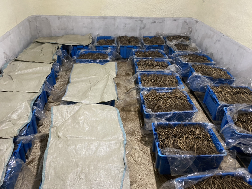 一个透明保鲜盒内放置着几支新鲜水参,水参表面湿润,被湿纱布轻轻包裹,背景为冰箱冷藏室内部环境,温度显示为4摄氏度 冷藏保存水参示意图