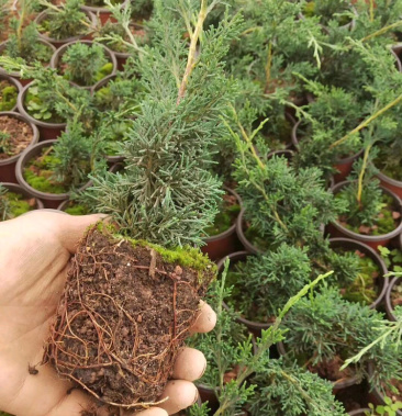 济州真柏杯苗,根系爆盆,成活率超高.己售完勿自行拍,接受预定