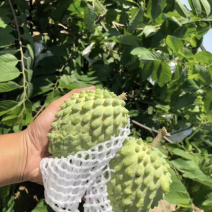台湾凤梨释迦苗ap释迦苗番荔枝苗林檎苗嫁接苗带土带叶子