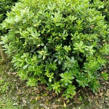 海桐球。规格齐全量大从优